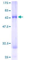 Human CAMK1D Protein (Recombinant GST)