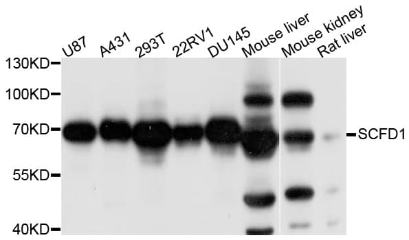 SCFD1 / SLY1 Antibody
