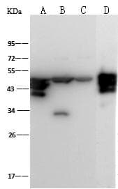 HAT1 Antibody (Preservative Free)