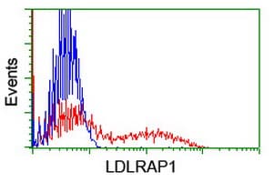 Monoclonal Mouse anti-Human ARH / LDLRAP1 Antibody (clone OTI7H10, IF, WB)