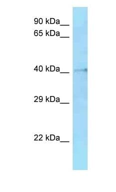 HMCES / C3orf37 Antibody (aa41-90)