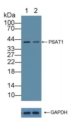 PSAT1 Antibody (aa1-312)