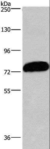 CDCP1 Antibody