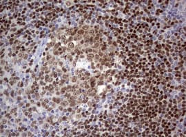 PAX5 Antibody (clone OTI5A6)
