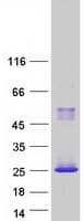 Human RHOC Protein (Recombinant Myc-DDK (Flag))