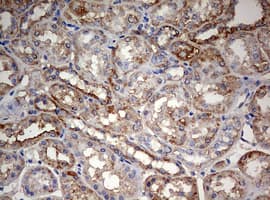 PARN Antibody (aa1-266, clone OTI4D12)