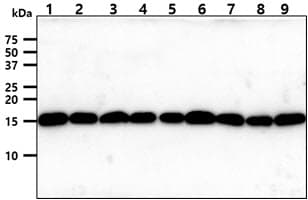 TOMM20 Antibody (clone AT1B2)