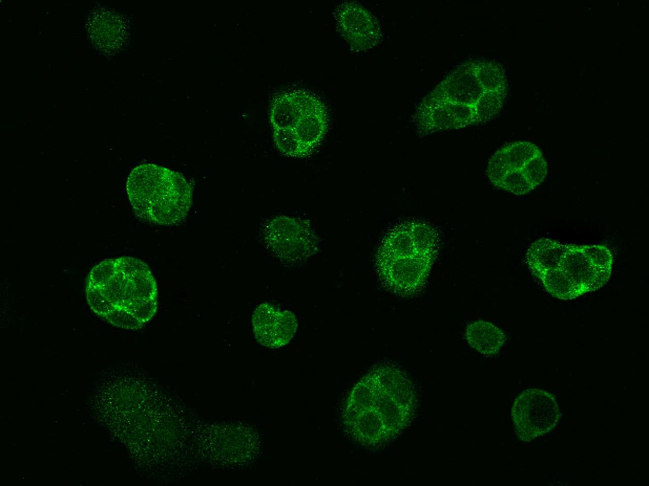 LIN7A Antibody (Preservative Free)