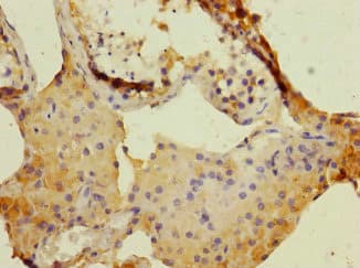 DUOX Antibody