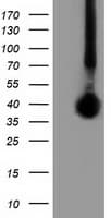 FAM84B Antibody (clone OTI10A2, Carrier-free)