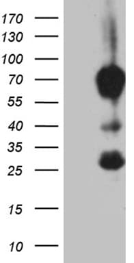 MBD1 Antibody (aa222-556, clone OTI2H5, Carrier-free)