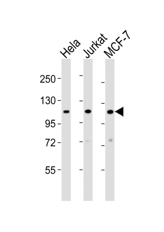 EXOC4 / SEC8 Antibody (aa239-273)