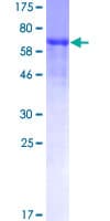 Human IFRD2 Protein (Recombinant GST)