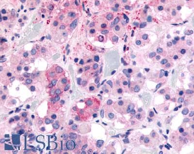 PathPlus™ GHSR / Ghrelin Receptor Antibody (N-Terminus)