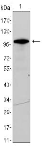 DDX4 / VASA Antibody (aa1-160, clone 2F9H5)