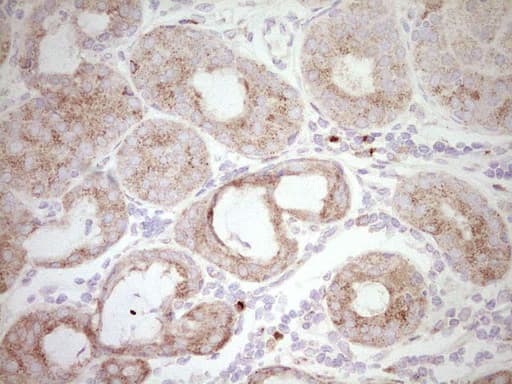BHLHE41 / BHLHB3 / SHARP1 Antibody (aa1-297, clone OTI3H3)