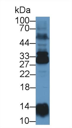 NME6 Antibody (aa3-182)