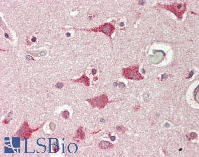 IDS / Iduronate 2 Sulfatase Antibody (clone 3B10, Carrier-free)