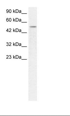 FOXD3 Antibody (aa257-306)