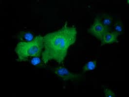 DNAJA2 Antibody (clone OTI1G3)