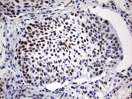RBFOX1 / A2BP1 Antibody (aa1-210, clone OTI2D10)