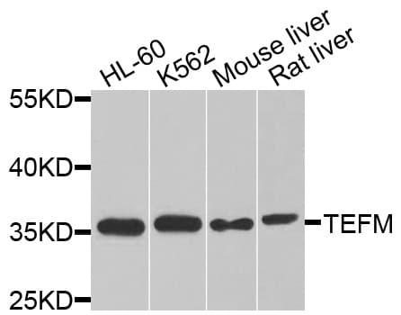IHC-plus™ TEFM Antibody