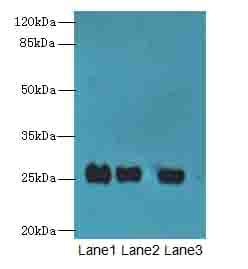 C10orf82 Antibody