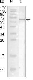 Influenza A Virus Nucleoprotein Antibody (clone 6E4C4)
