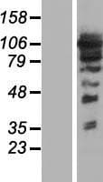 ARHGEF1 Protein (Over-Expression Lysate Myc-DDK (Flag))