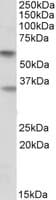 Polyclonal Goat anti-Human SIGLEC6 Antibody (aa126-136, WB)