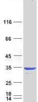 Human CRYBB1 Protein (Recombinant Myc-DDK (Flag))