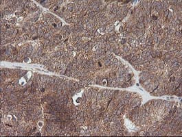 ETS2 Antibody (aa90-349, clone OTI2A3, Carrier-free)