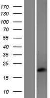 PDC Protein (Over-Expression Lysate Myc-DDK (Flag))