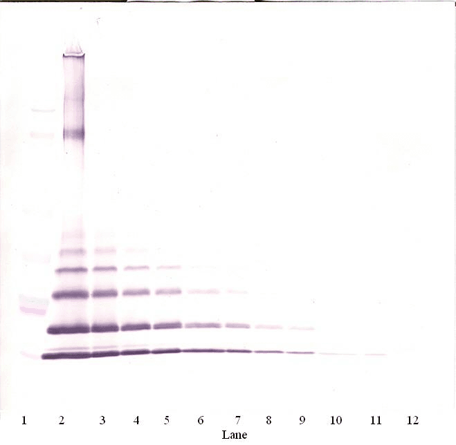 CCL8 / MCP2 Antibody