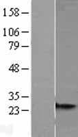 MRPS26 Protein (Over-Expression Lysate Myc-DDK (Flag))