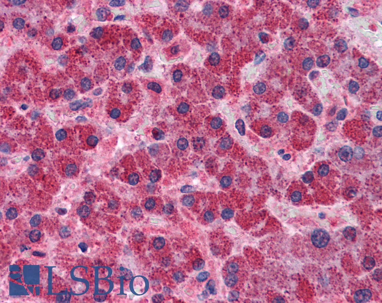IHC-plus™ SNX12 Antibody (aa150-162)