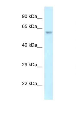ERG Antibody (aa346-395)