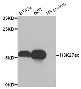 Histone H3 Antibody