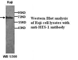 HES1 / HES-1 Antibody (N-Terminus)