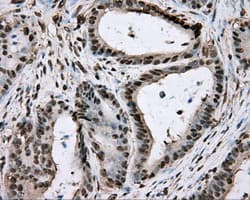 Monoclonal Mouse anti-Human Basigin / Emmprin / CD147 Antibody (clone OTI4E11, IHC, IF, WB)