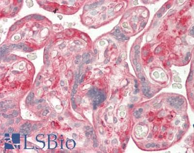 IHC-plus™ ATF6 Antibody (N-Terminus)