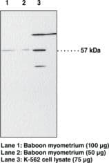 IHC-plus™ PPARA / PPAR Alpha Antibody (aa22-36)