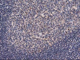 HARS2 Antibody (clone OTI6F9, Carrier-free)