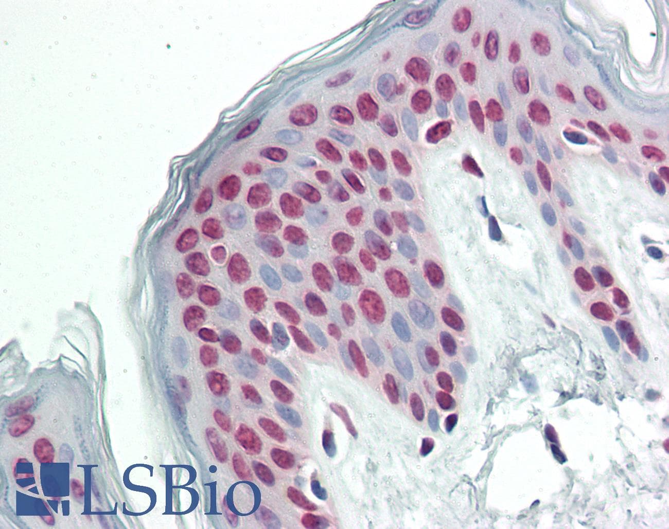 Polyclonal Rabbit anti-Human FLJ12529 / CPSF7 Antibody (C-Terminus, IHC, WB)