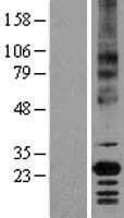 Basigin / Emmprin / CD147 Protein (Over-Expression Lysate Myc-DDK (Flag))