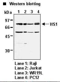 HCLS1 Antibody (clone 3A3)