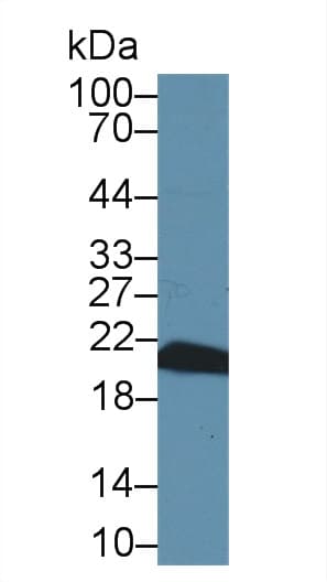PPIB / Cyclophilin B Antibody (aa34-216, Biotin)