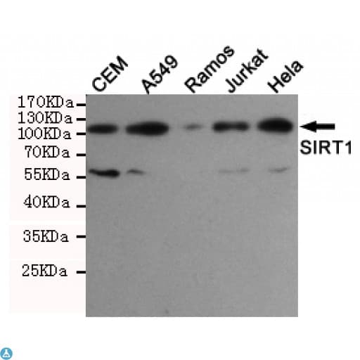 SIRT1 / Sirtuin 1 Antibody