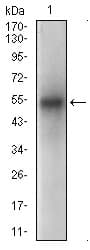 PON1 / ESA Antibody (aa20-155, clone 4G8A12)