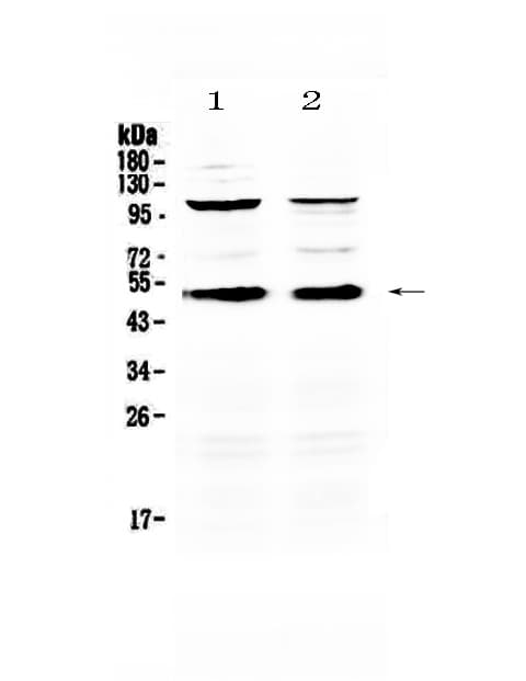 Monoclonal Mouse anti-Mouse CD14 Antibody (IHC, WB)